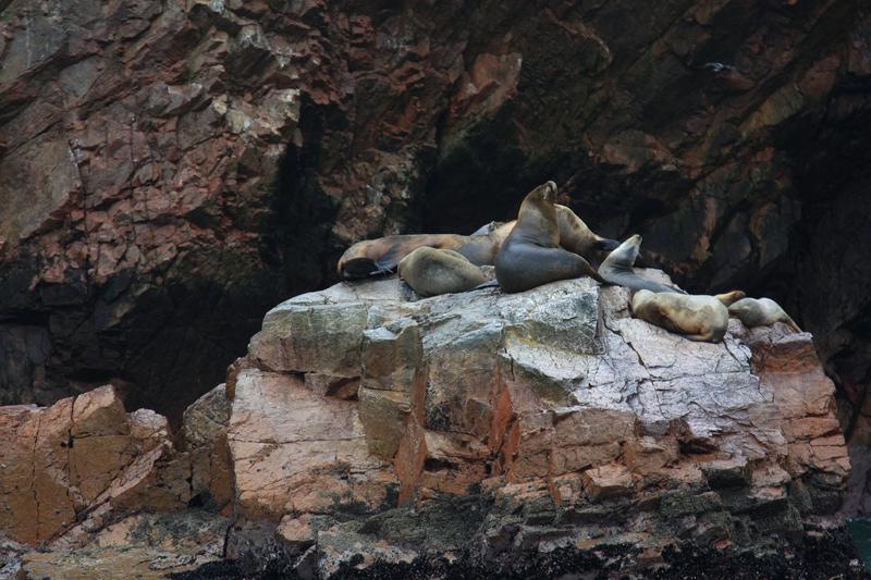 1145-Isole Ballestas,19 luglio 2013.JPG